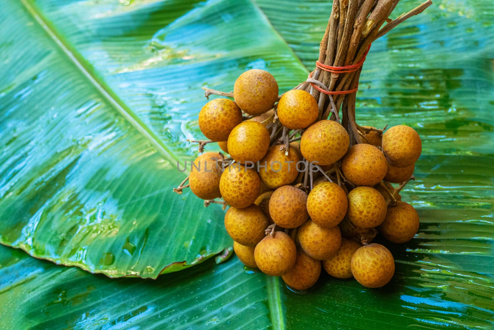 A bunch of longan branches on a background of green banana leaf. Vitamins, fruits, healthy foods.