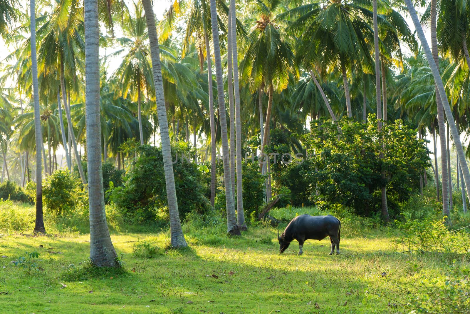 A buffalo with large horns grazes on the lawn in a green tropical jungle. by Try_my_best