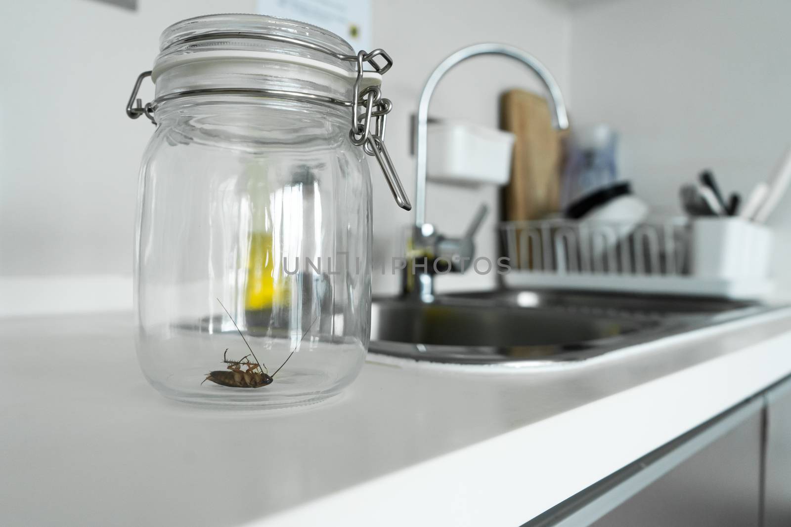 Cockroach in a glass jar in the kitchen.