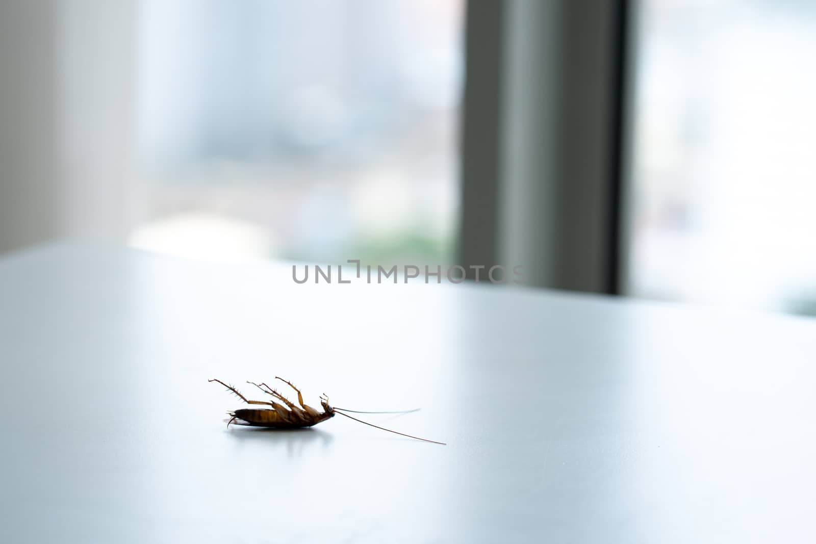 Cockroach on a white kitchen table close up by Try_my_best