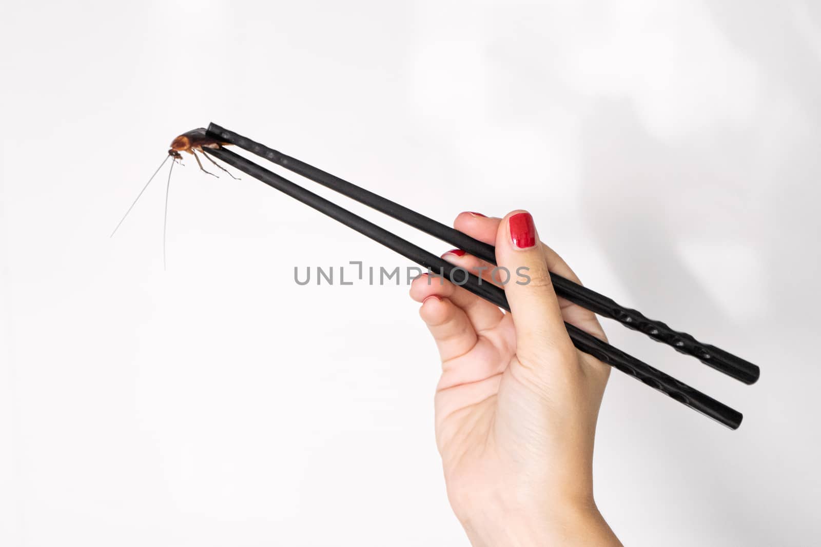 Holds a cockroach with Chinese chopsticks. Insects as food. Exotic weird food concept. by Try_my_best