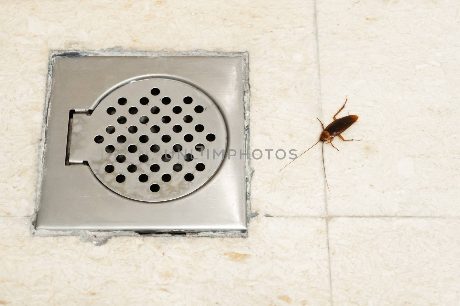 Cockroach in the bathroom near the drain hole. The problem with insects. Cockroaches climb through the sewers. by Try_my_best