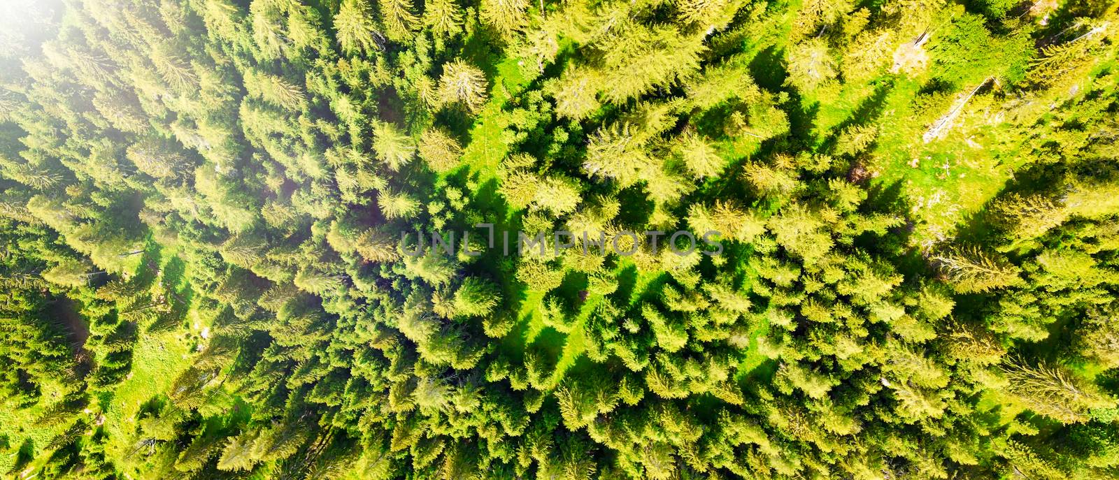 Aerial view of beautiful mountain trees in summer season by jovannig