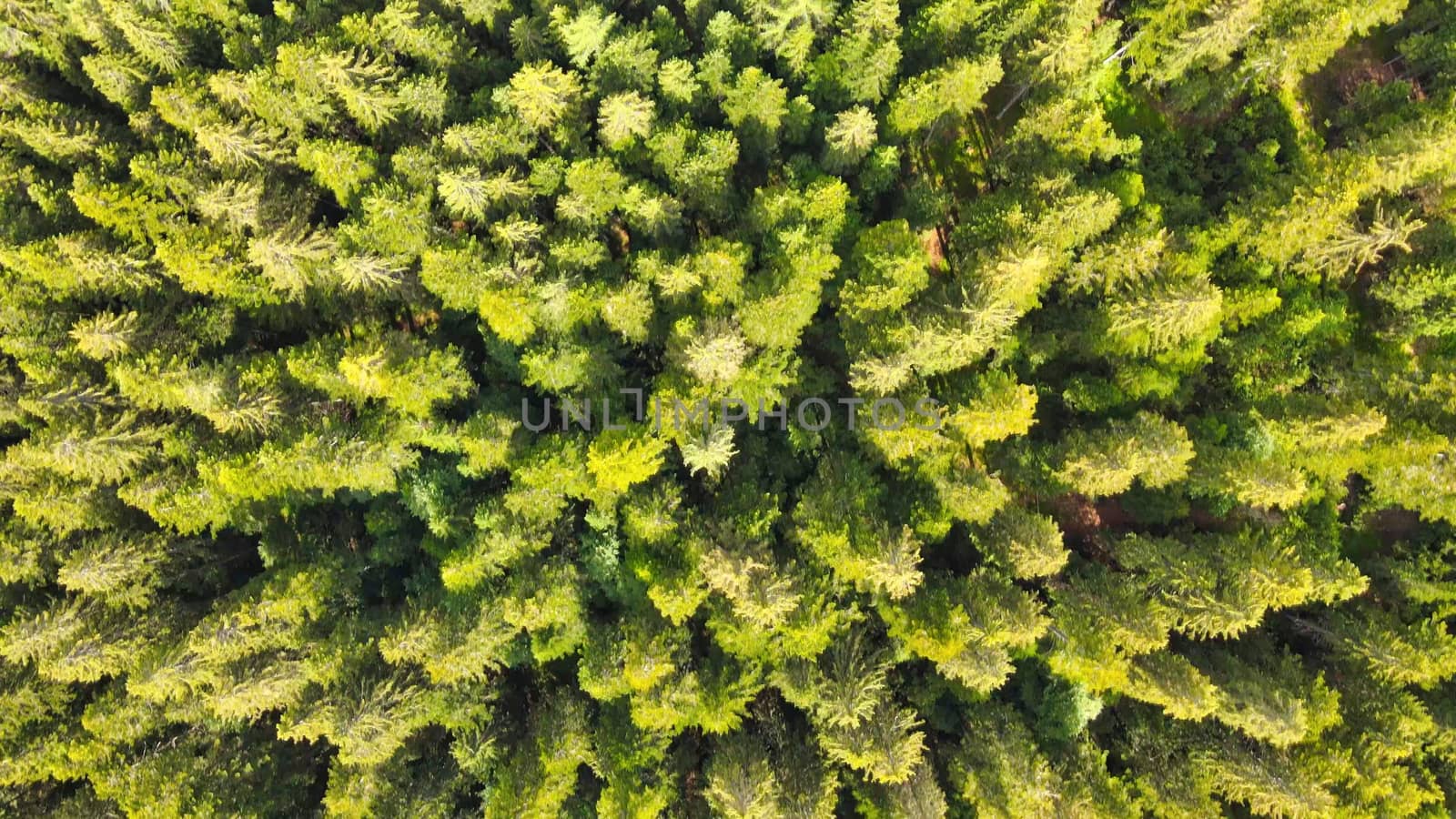 Aerial view of beautiful mountain trees in summer season.