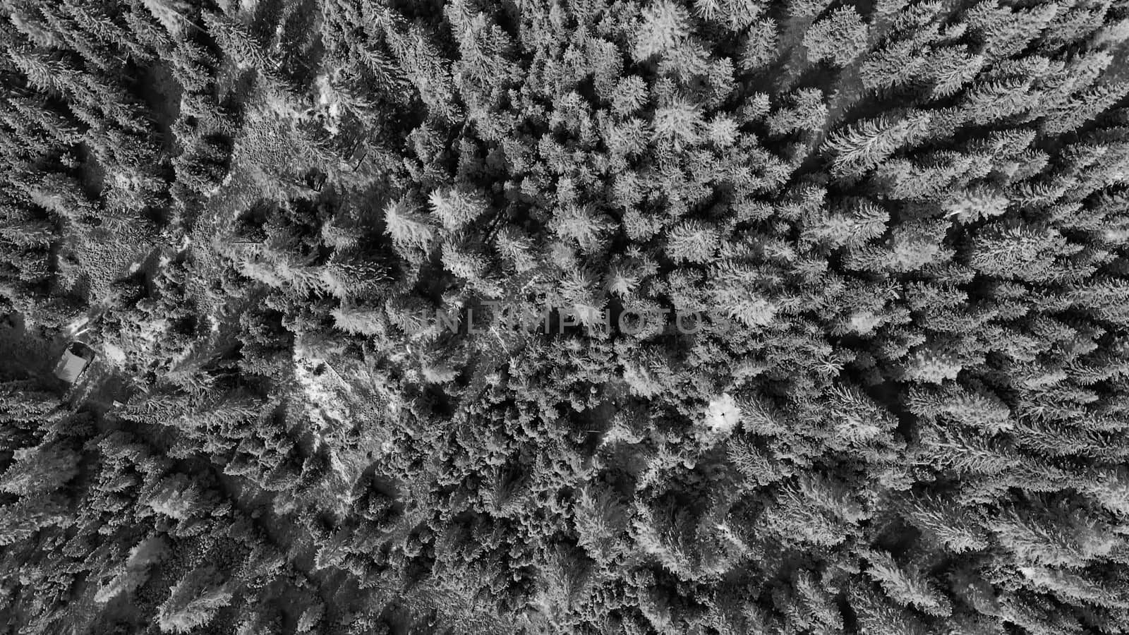 Overhead aerial view of beautiful mountain trees in summertime.