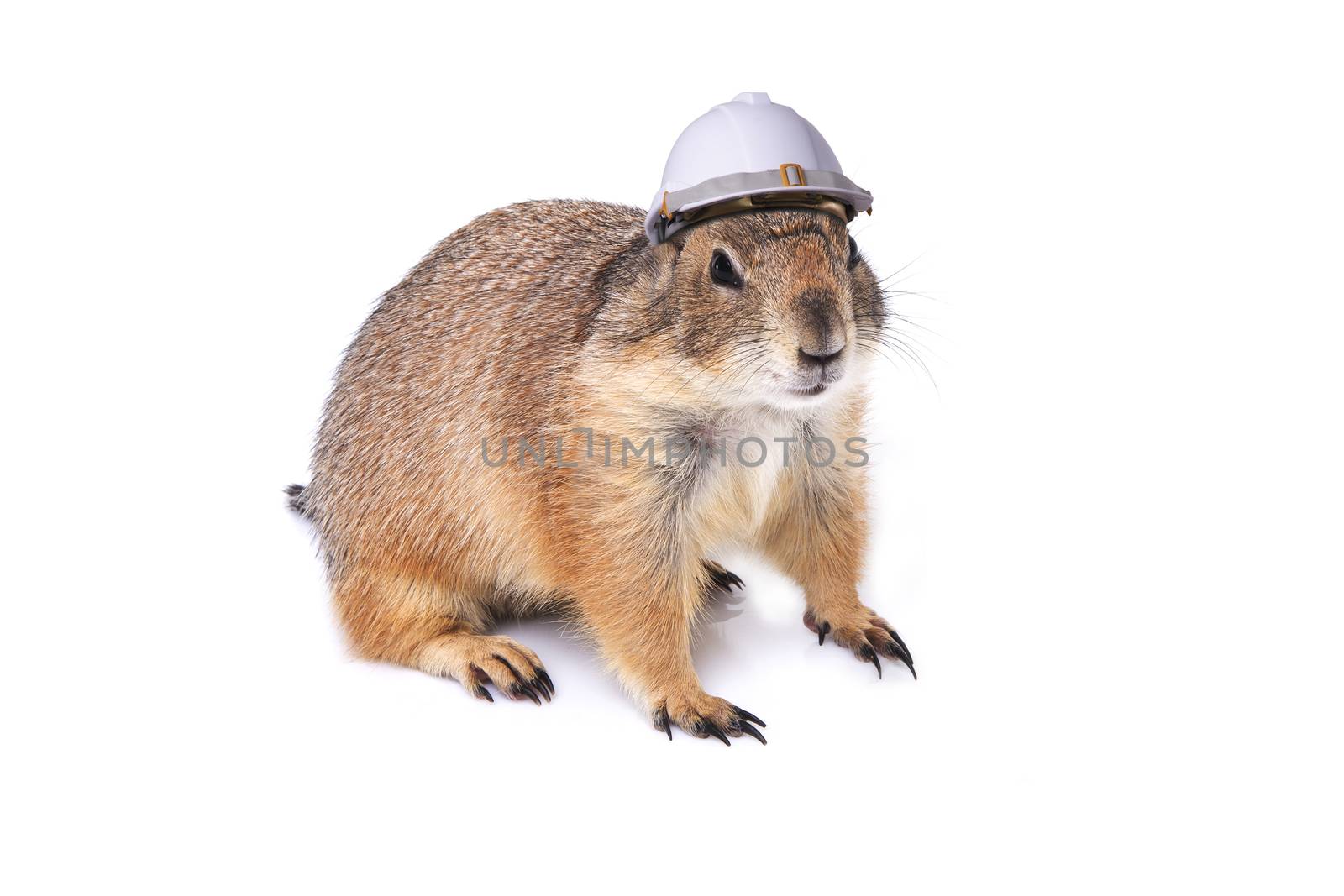 Little prairie dog wearing engineer helmet on white background.