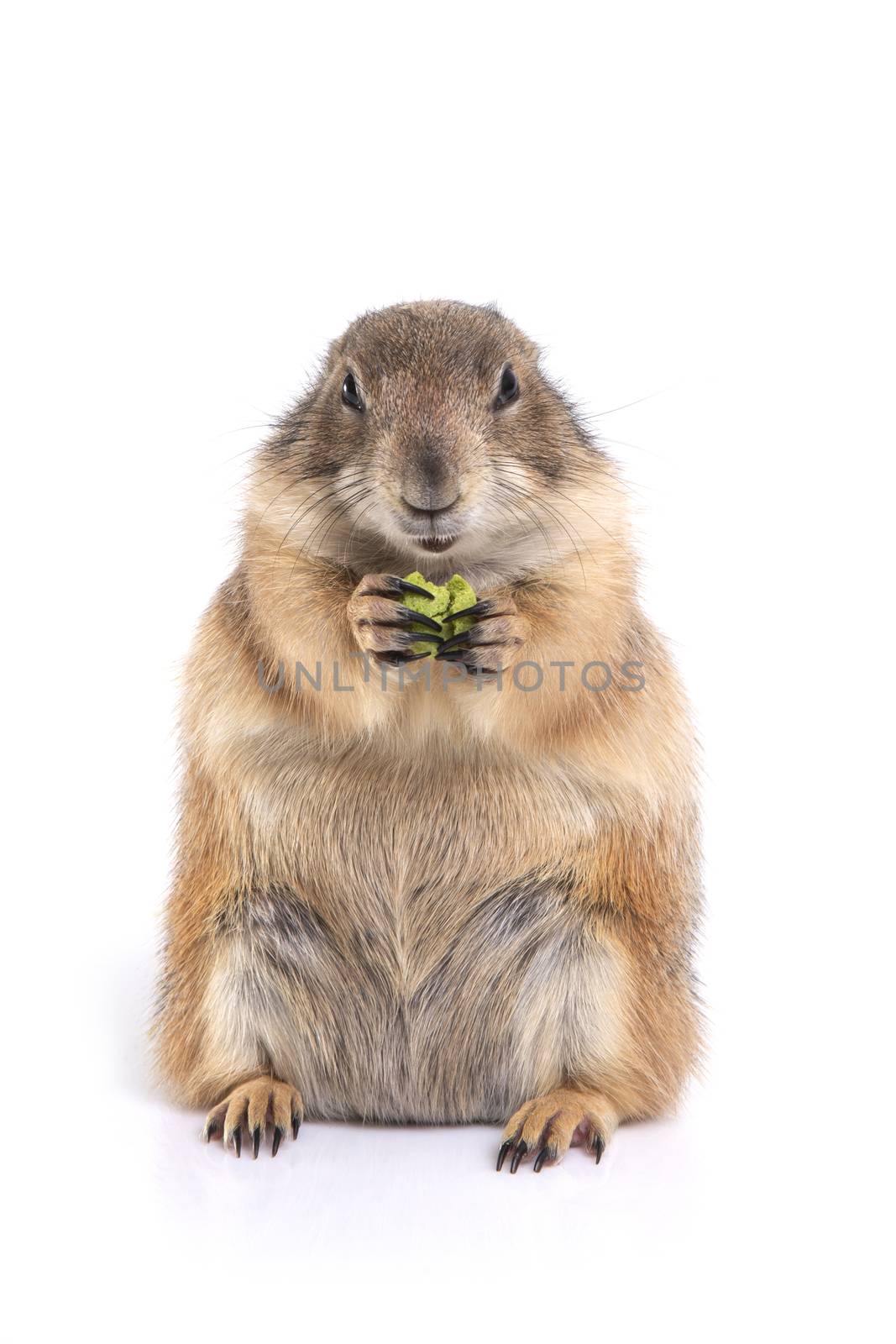 Prairie dog holding green snack in hands and enjoy eating on white background.