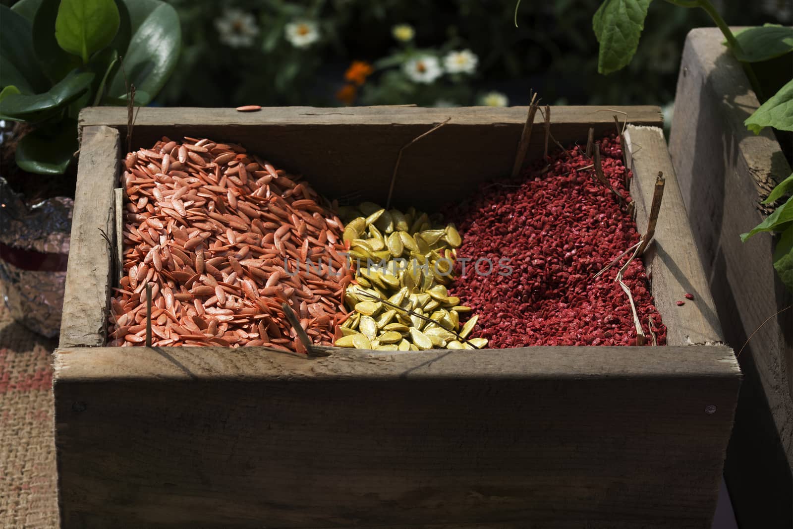 Yellow, red and orange raw seed in wooden box. by pandpstock_002