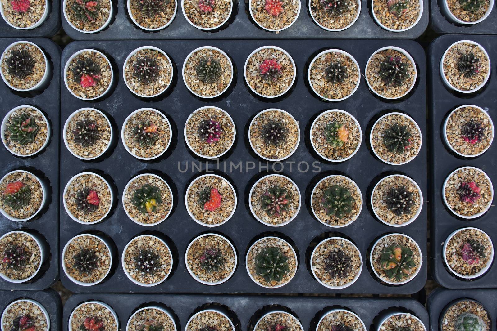 Top view of cactus nursery in line pattern.