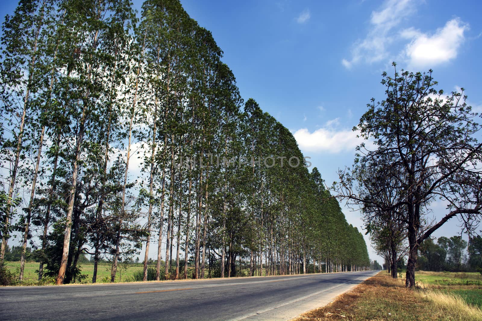 Empty road with bright blue sky in the countryside somewhere in asia.