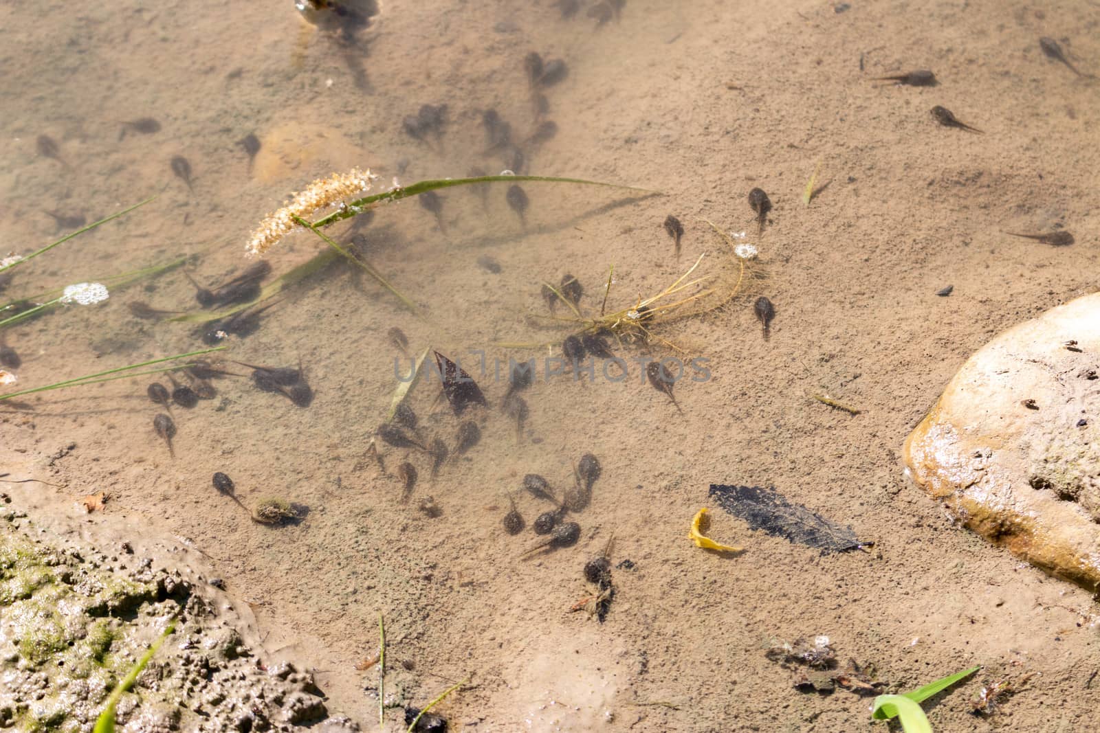 many tadpoles in a body of water - closeup.