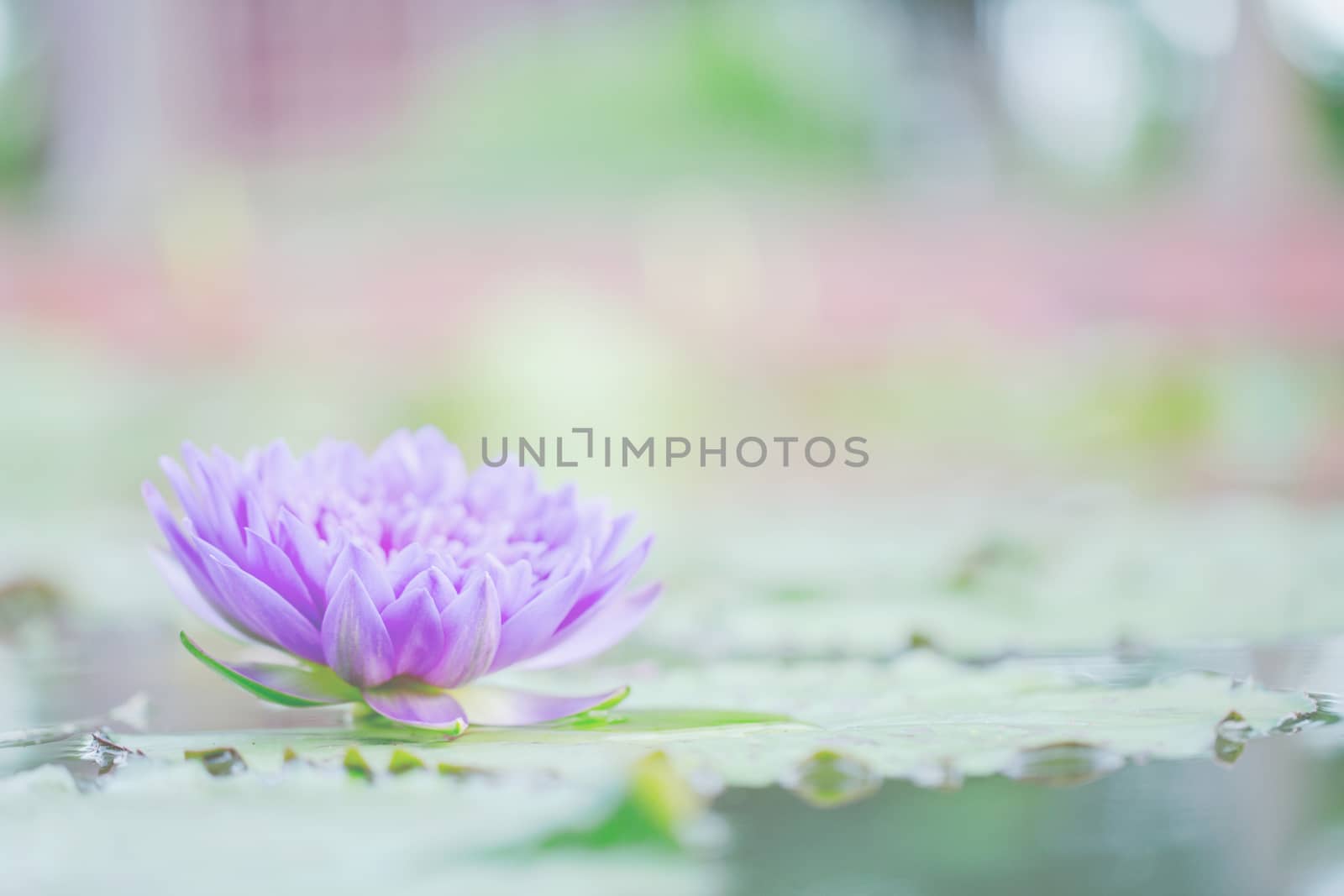 Beautiful lotus flower in nature background 