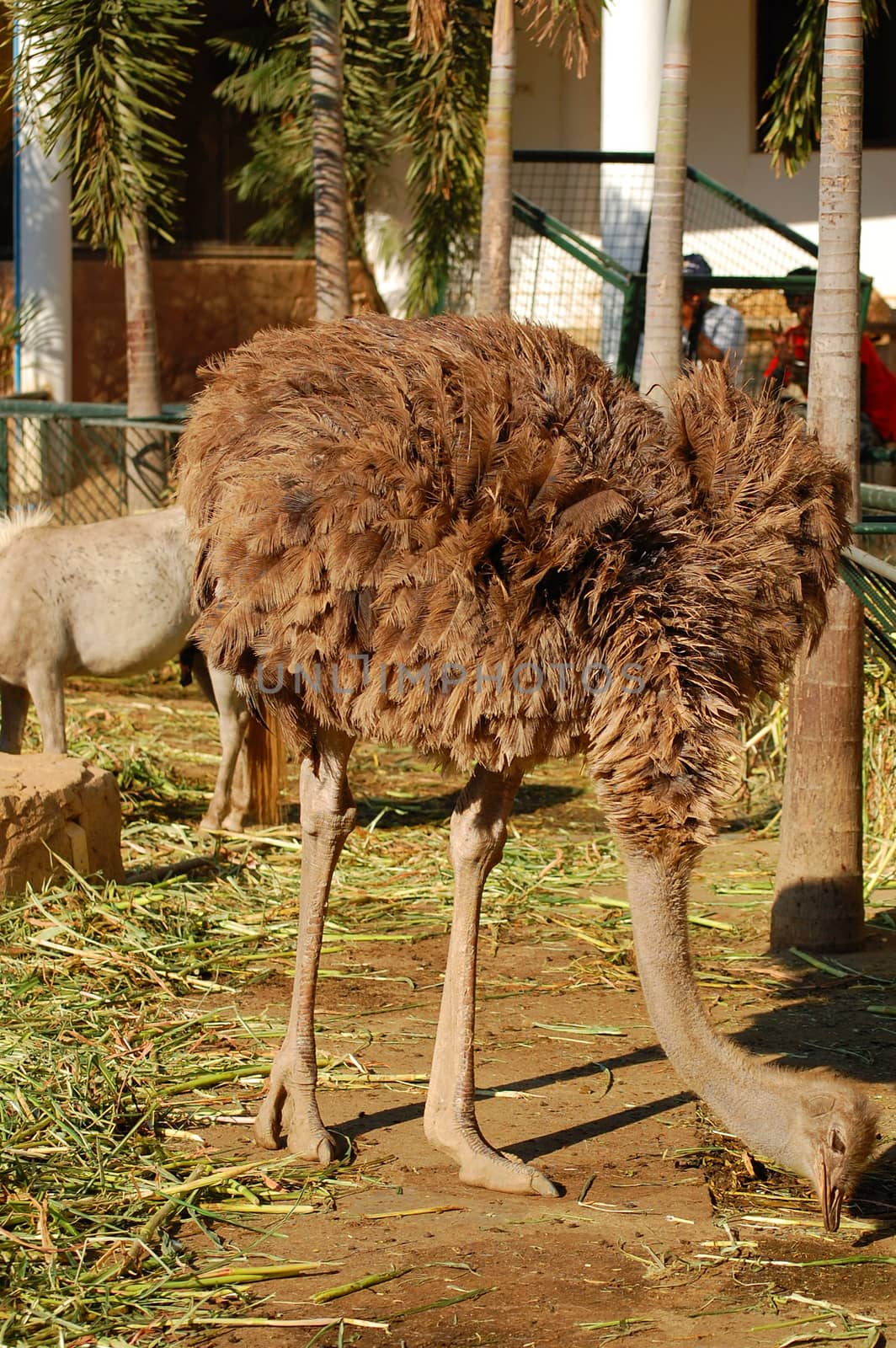 ILOCOS SUR, PH - APR 10: Ostrich at Baluarte Zoo on April 10, 2009 in Vigan, Ilocos Sur. Baluarte Zoo is a zoological park owned by Chavit Singson.