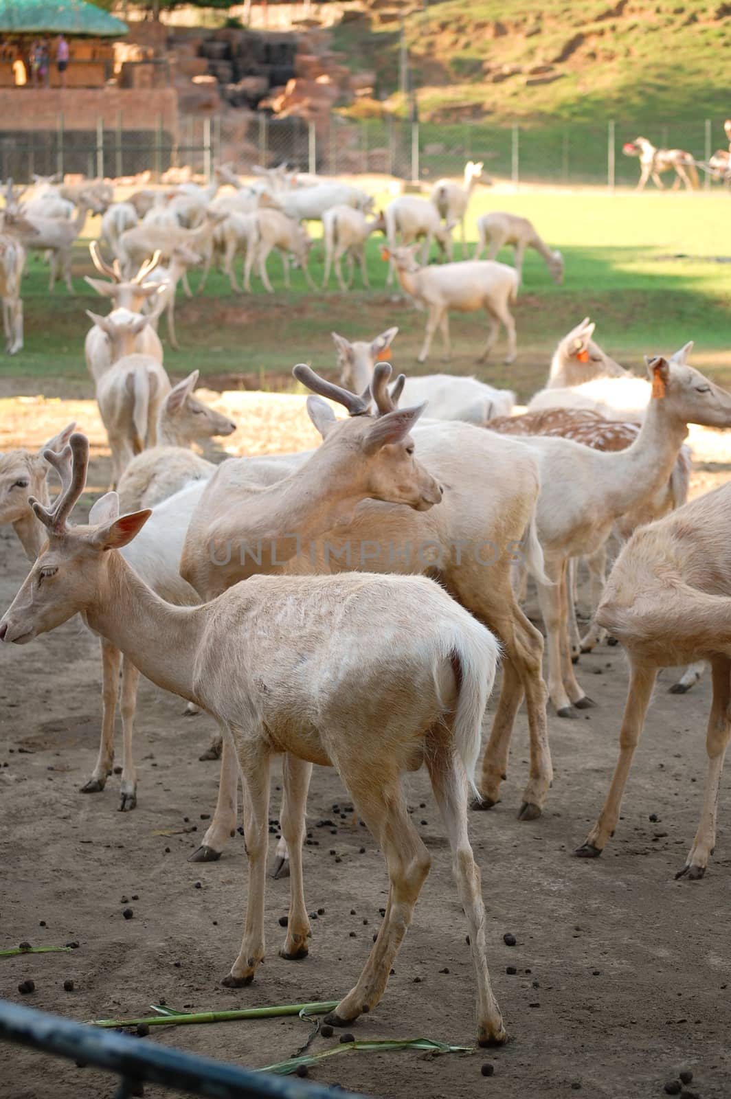 Deer at Baluarte zoo in Vigan, Ilocos Sur, Philippines by imwaltersy