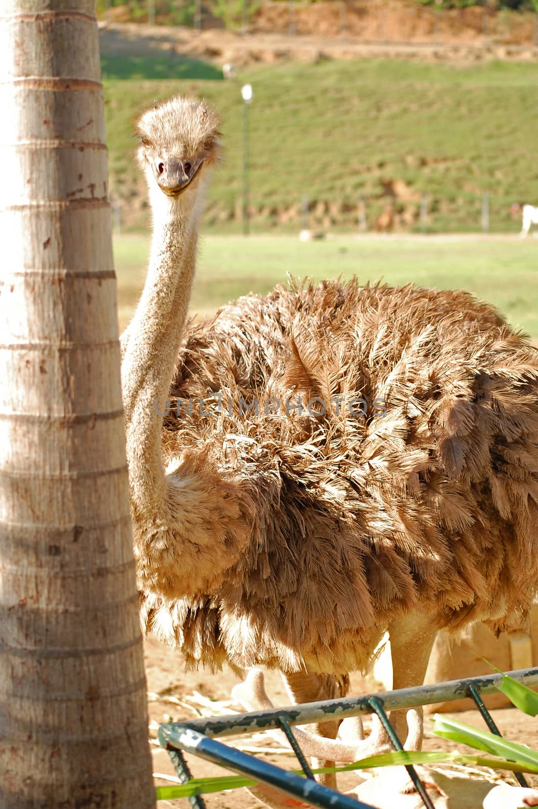 Ostrich at Baluarte zoo in Vigan, Ilocos Sur, Philippines by imwaltersy