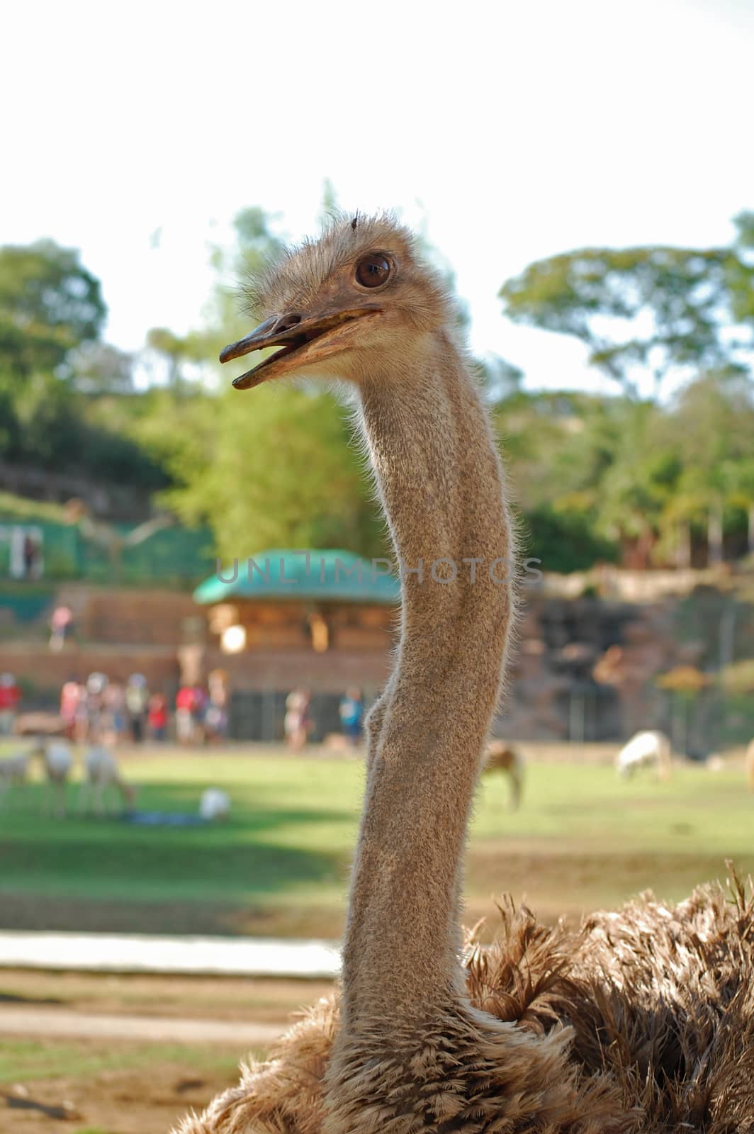 Ostrich at Baluarte zoo in Vigan, Ilocos Sur, Philippines by imwaltersy