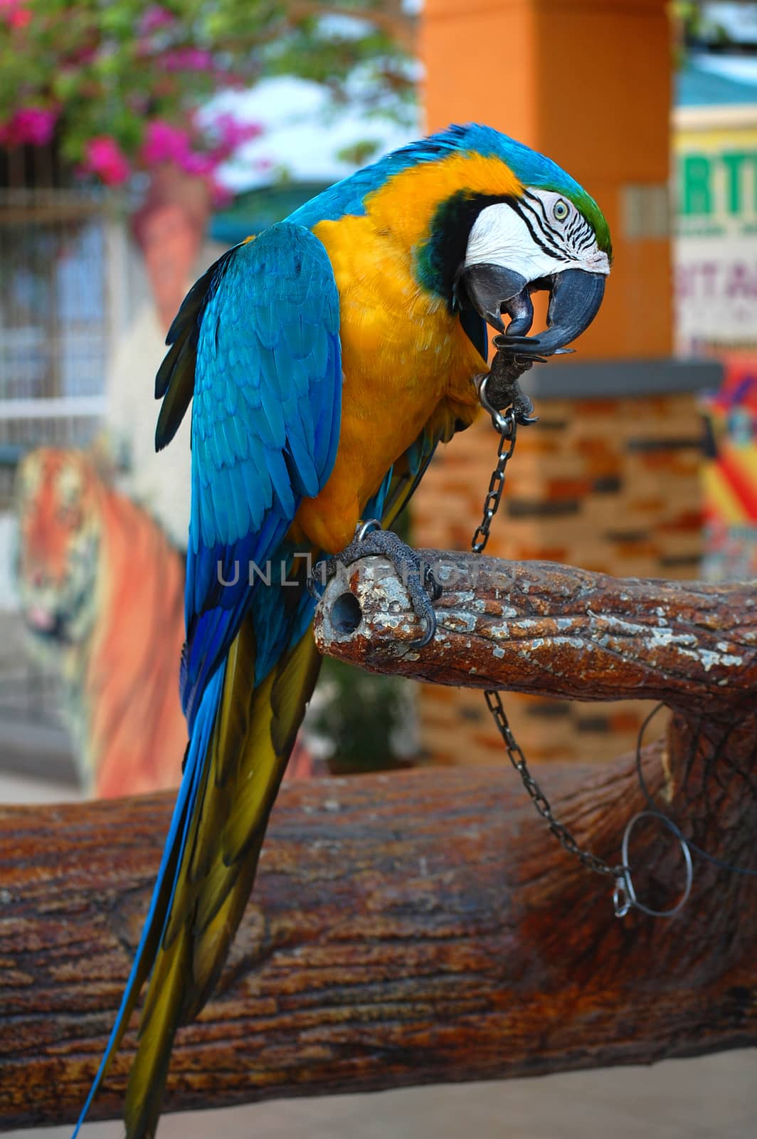 ILOCOS SUR, PH - APR 10: Macaw bird at Baluarte Zoo on April 10, 2009 in Vigan, Ilocos Sur. Baluarte Zoo is a zoological park owned by Chavit Singson.