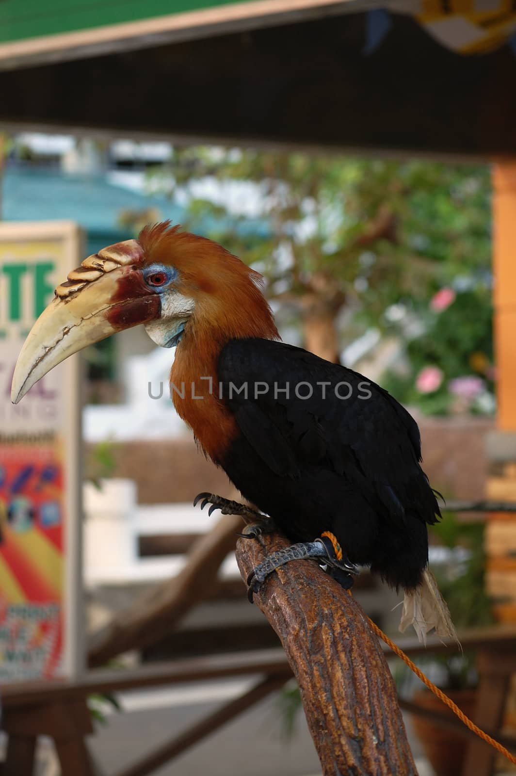 Hornbill bird at Baluarte zoo in Vigan, Ilocos Sur, Philippines by imwaltersy