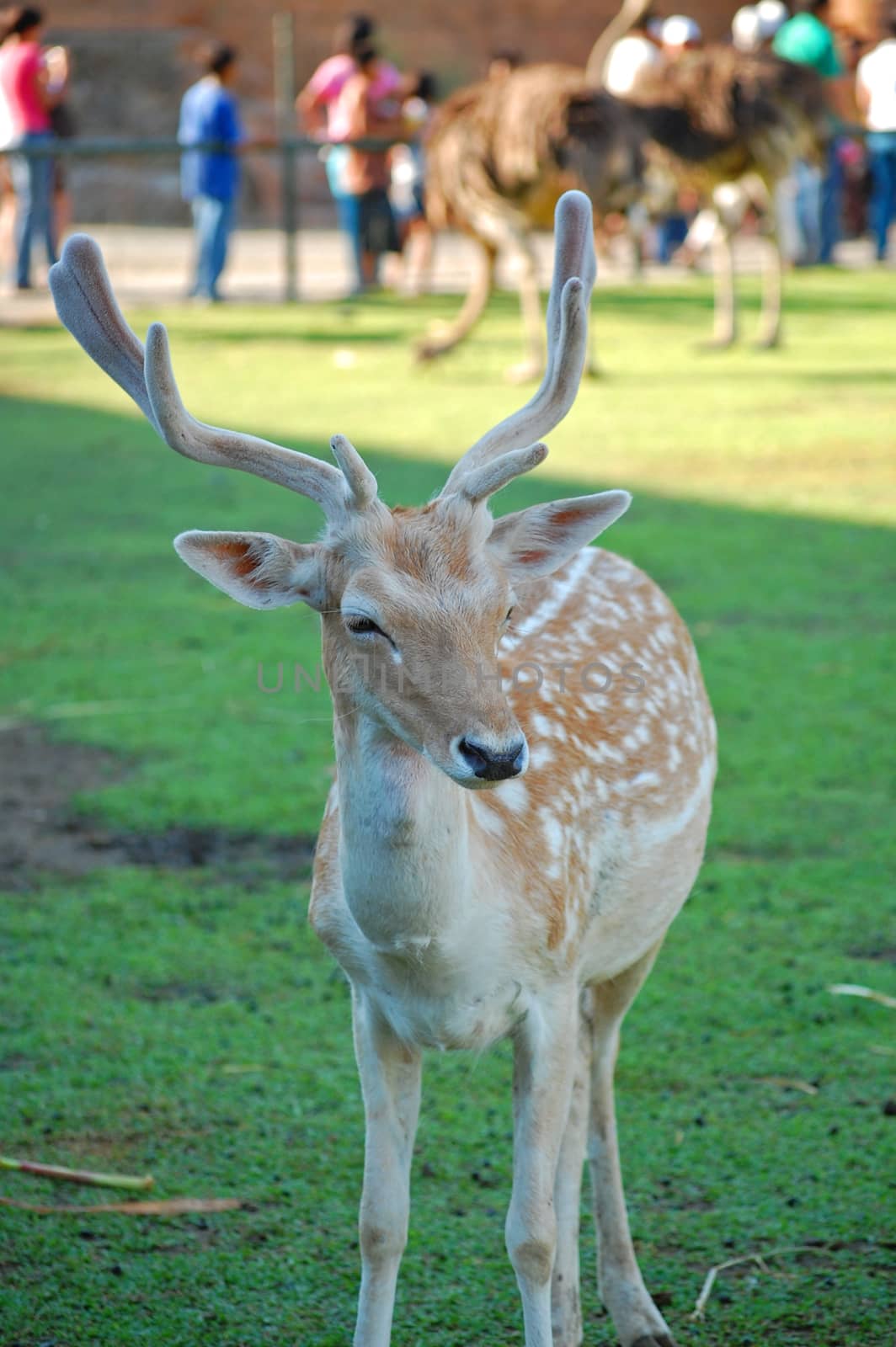 Deer at Baluarte zoo in Vigan, Ilocos Sur, Philippines by imwaltersy