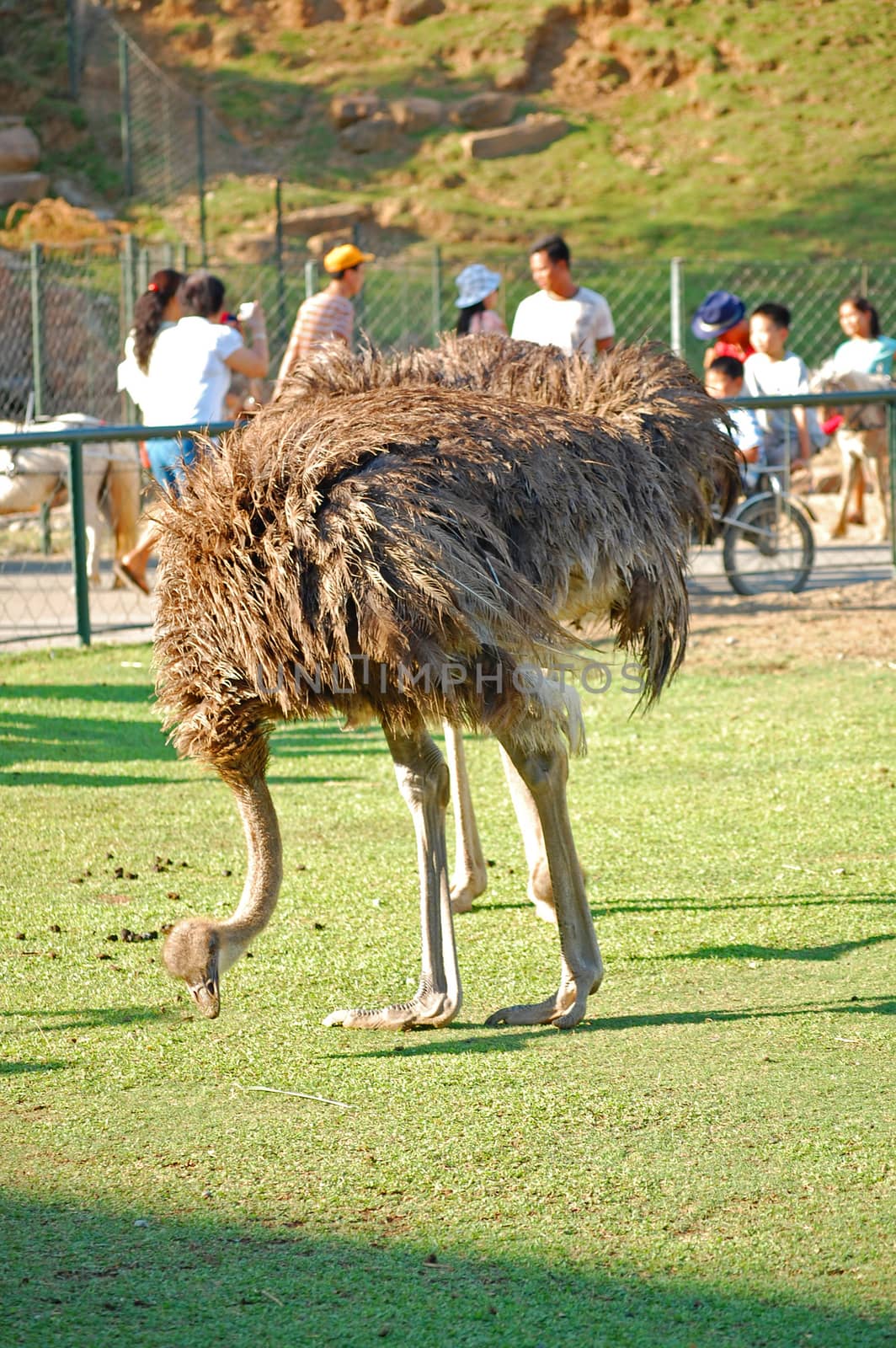 ILOCOS SUR, PH - APR 10: Ostrich at Baluarte Zoo on April 10, 2009 in Vigan, Ilocos Sur. Baluarte Zoo is a zoological park owned by Chavit Singson.