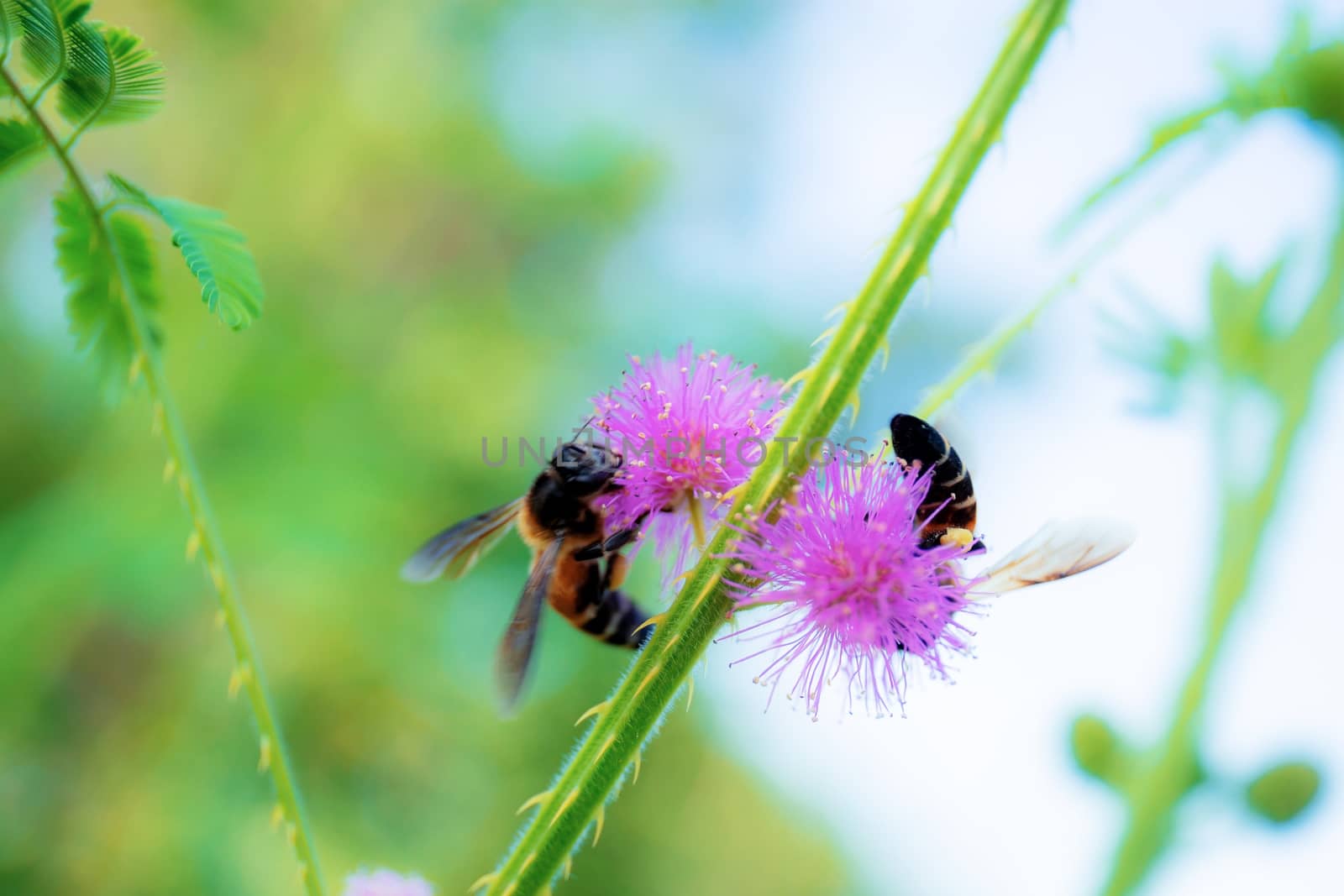 Bees on pollen in forest with the beautyful of nature.