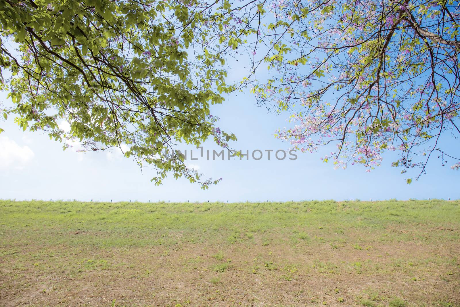 Branches of trees in autumn with the blue sky.