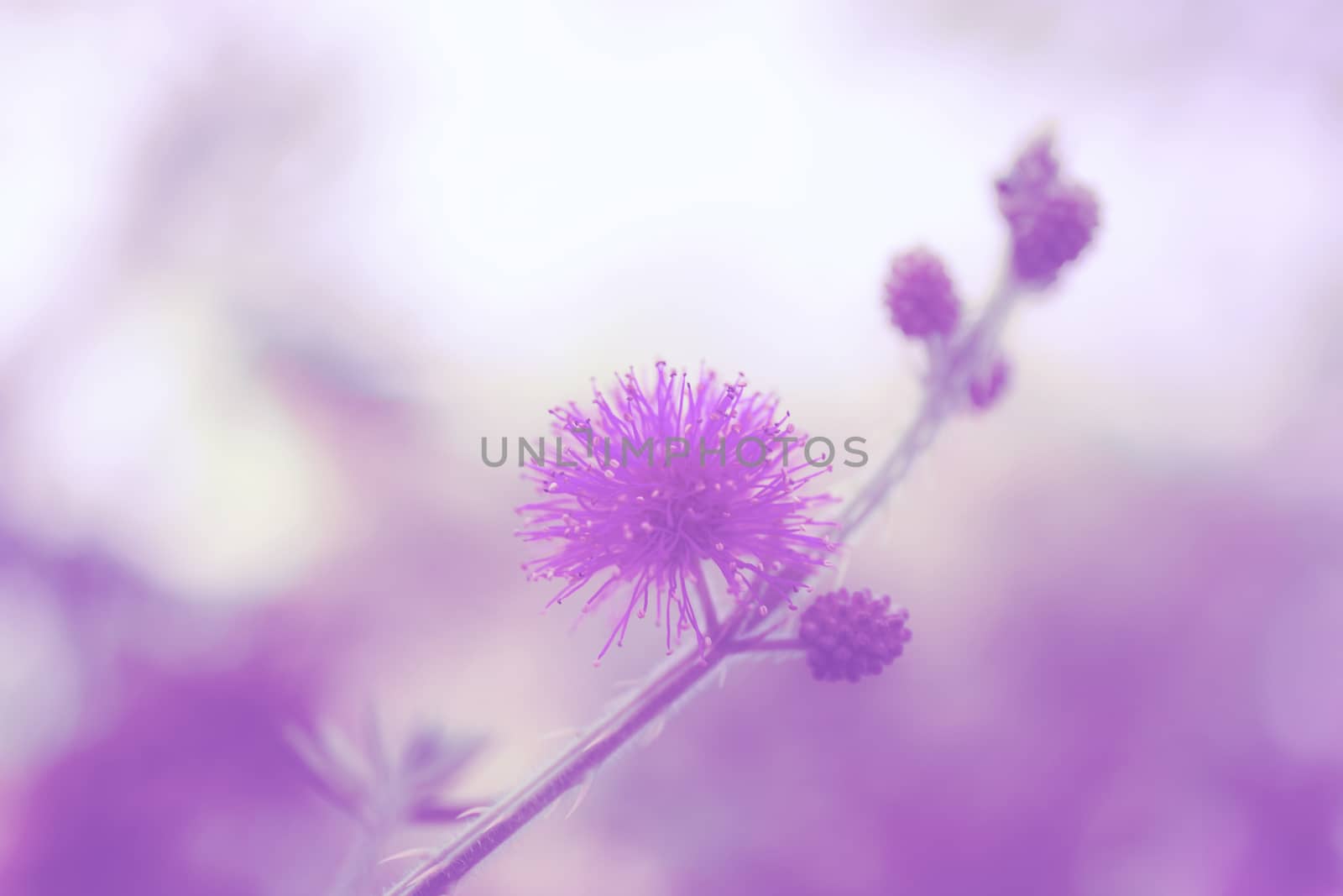 Color of flowers with nature in the forest at sunlight.