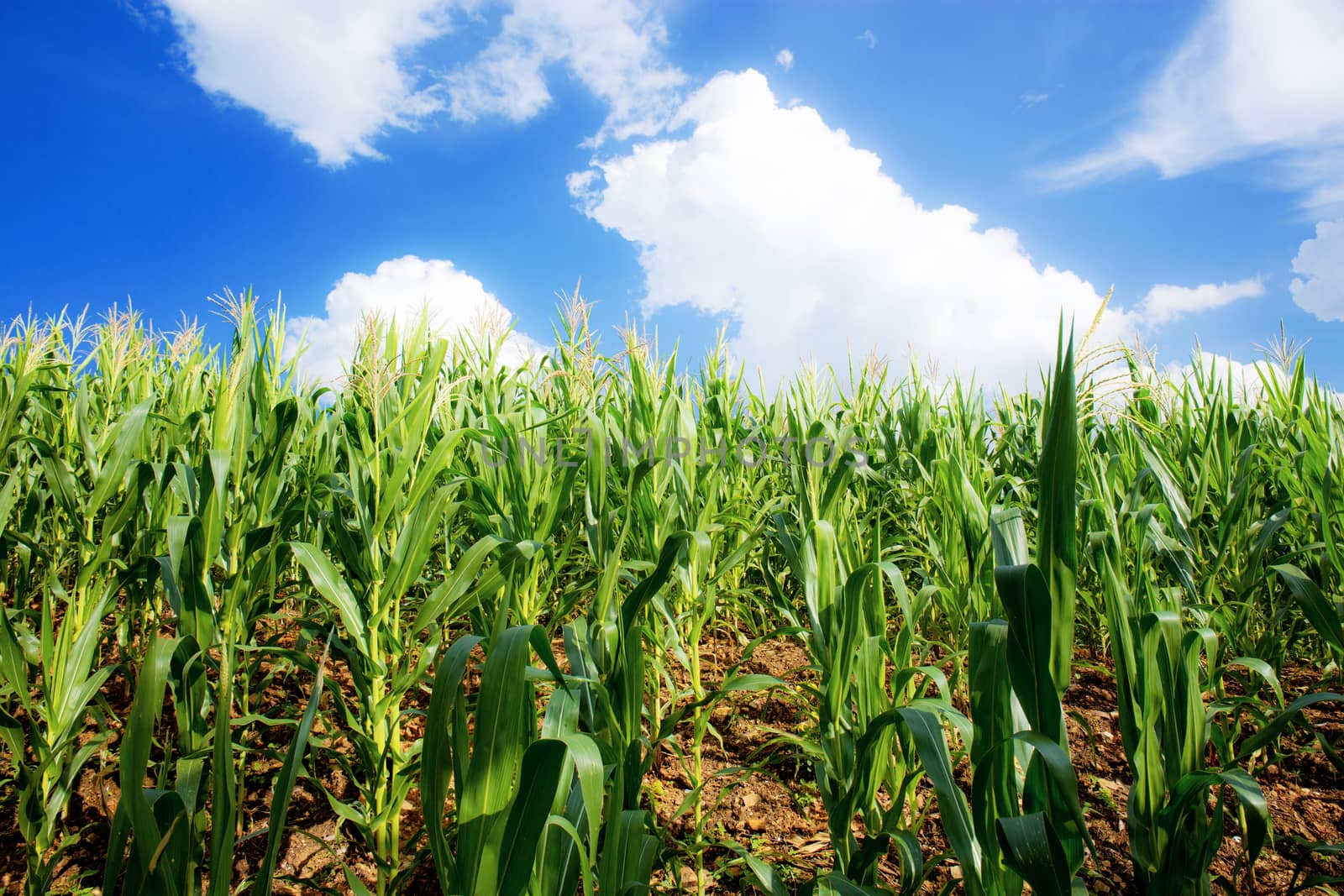 Corn field with blue sky. by start08