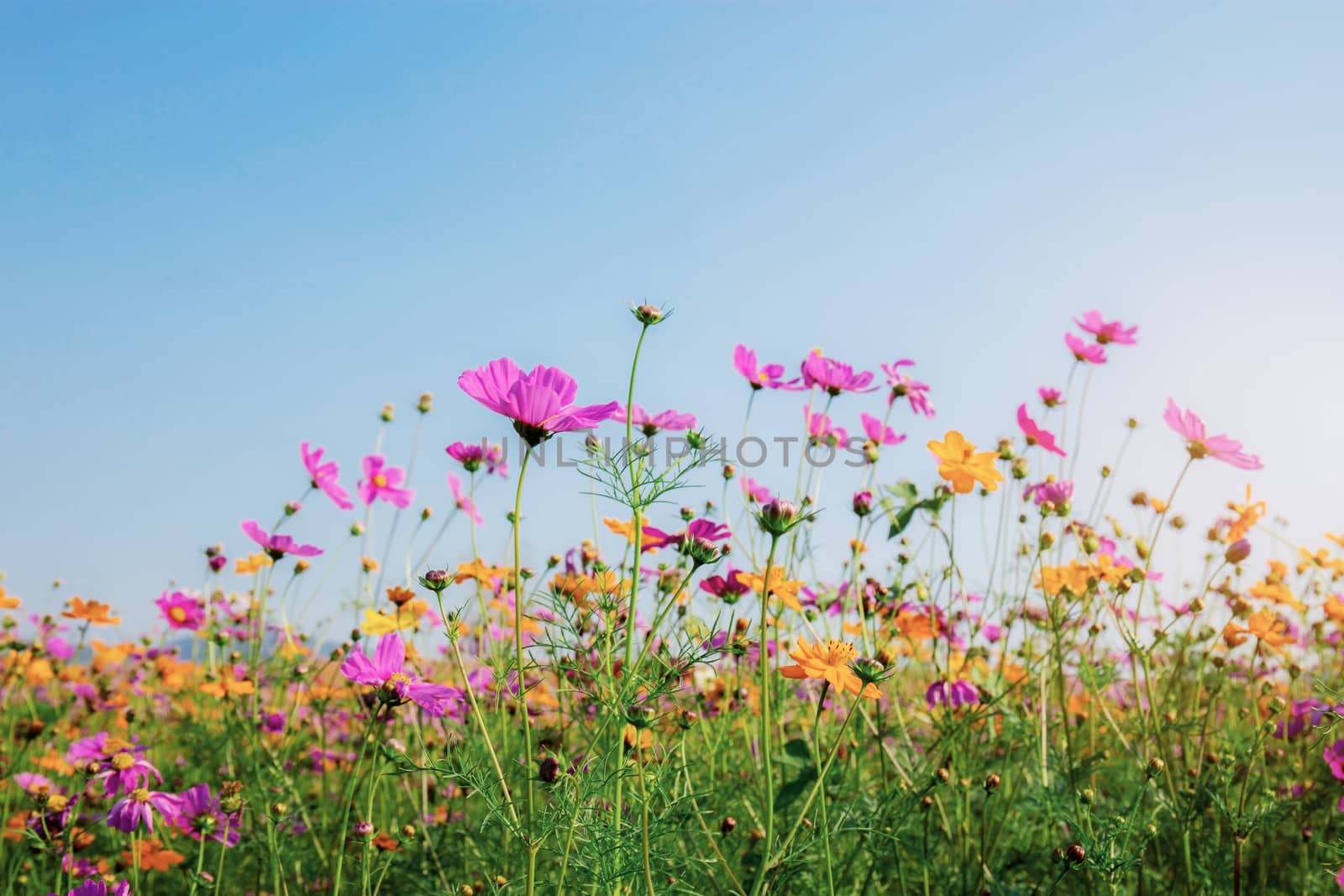 Cosmos in field at sunrise with the blue sky.