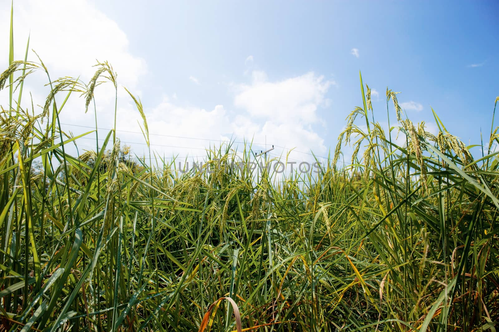 Ears of rice growing on fields with the sky.