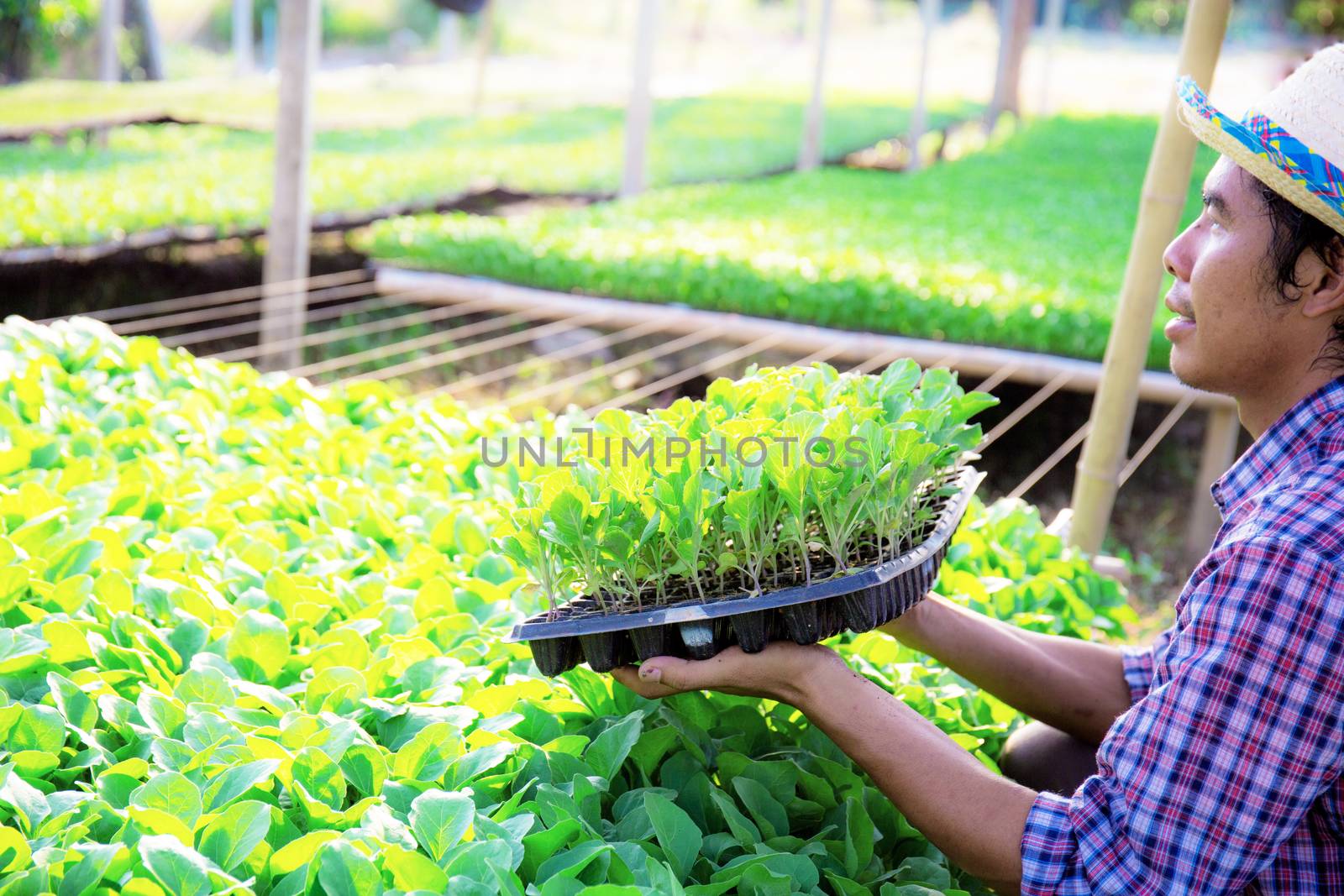 Gardeners are holding organic vegetable trays in greenhouse with sunlight.