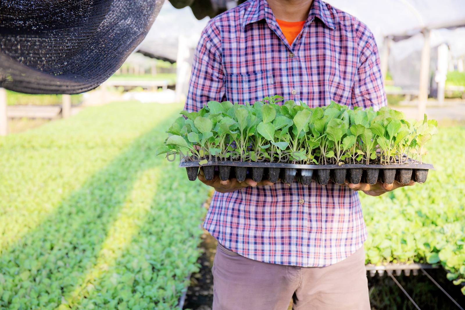 Gardeners hold organic vegetable trays in the greenhouse with sunlight.