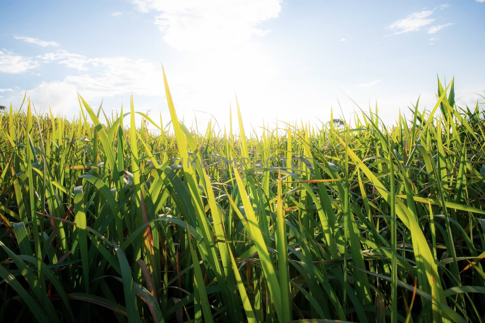 Green fields in the rainy season with morning sun.