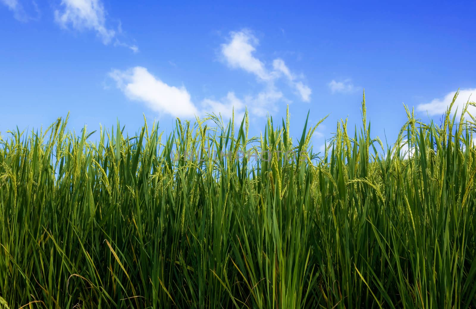 Green rice on field with the blue sky.