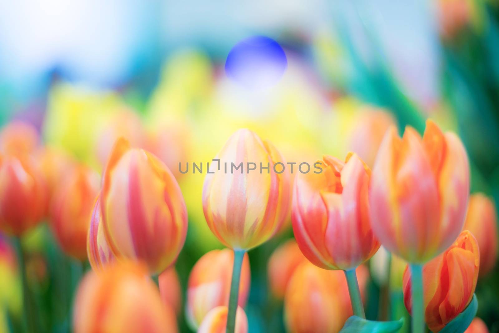 Orange of tulip in garden with the colorful.