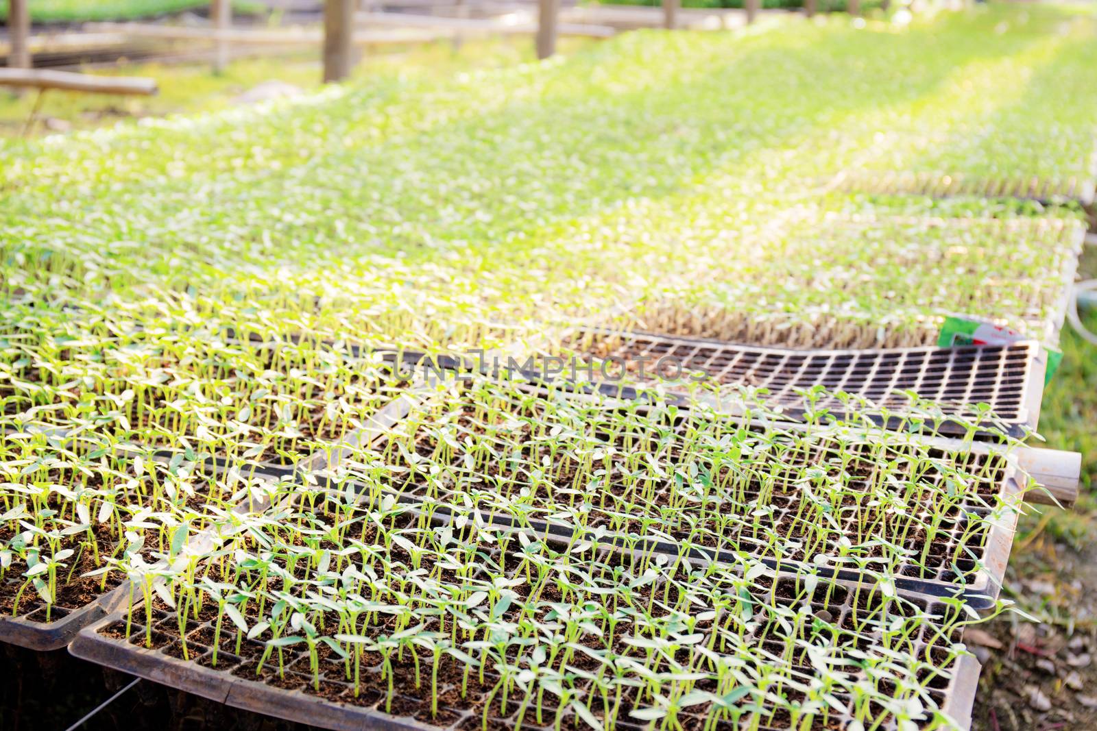 Organic vegetable sprouts on plot of greenhouses with sunlight.