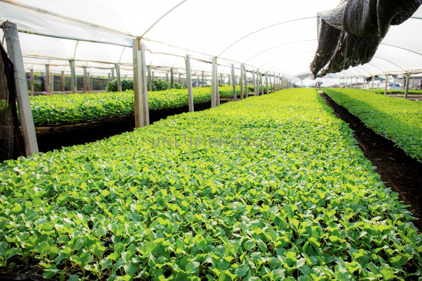 Organic vegetables in greenhouse with the sunlight.