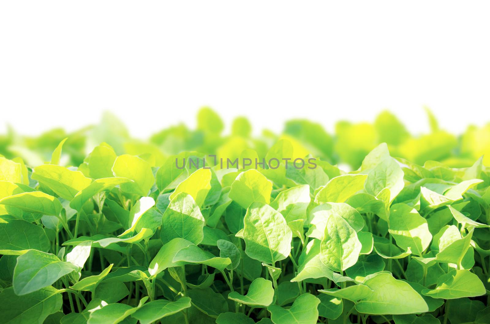 Organic vegetables with isolated background. by start08