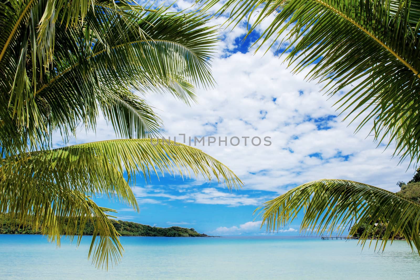 Palm tree at sea with sky. by start08