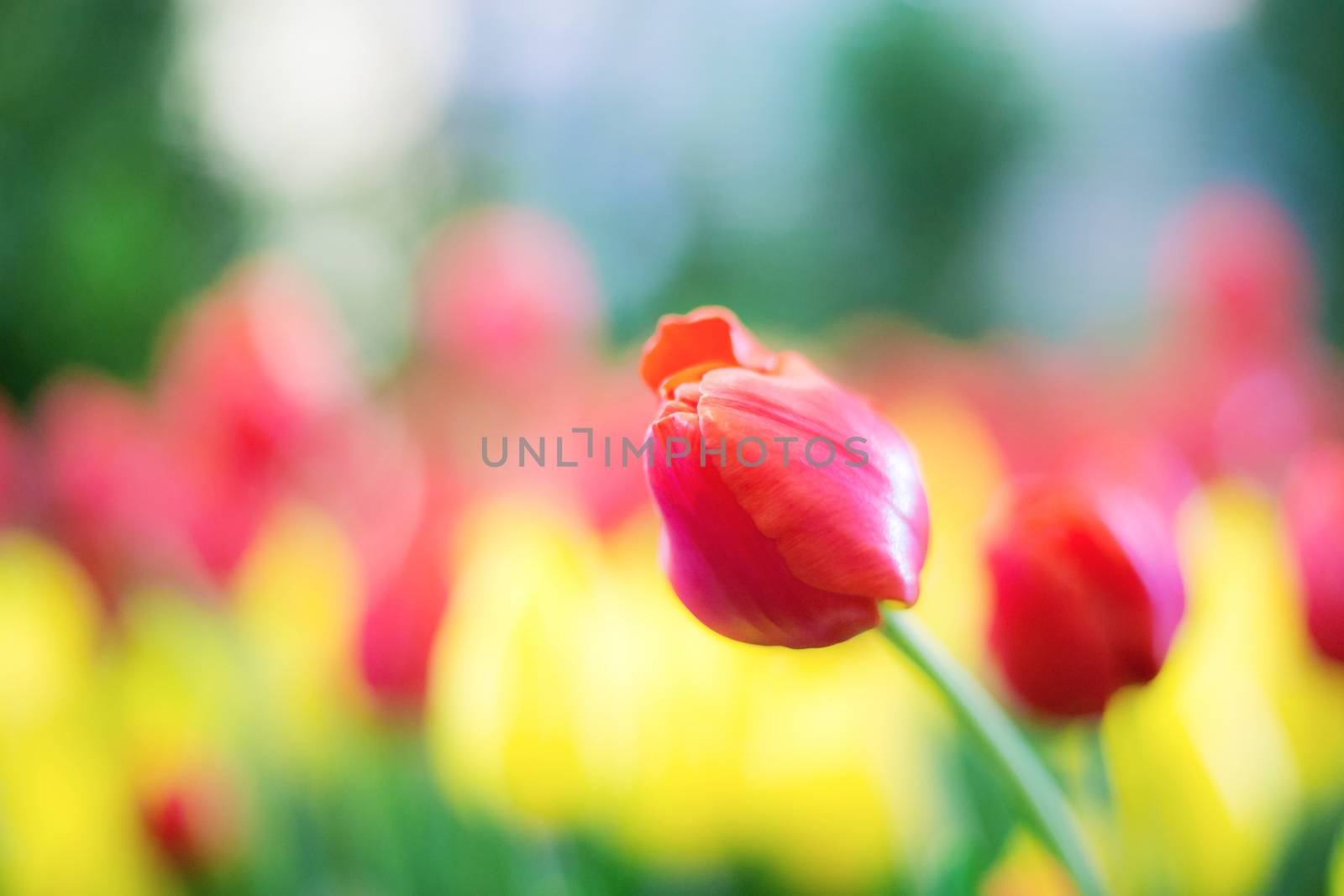 Red of tulip in garden with the colorful.