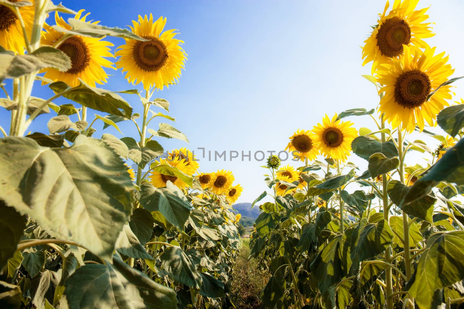 Sunflower in field at sky. by start08