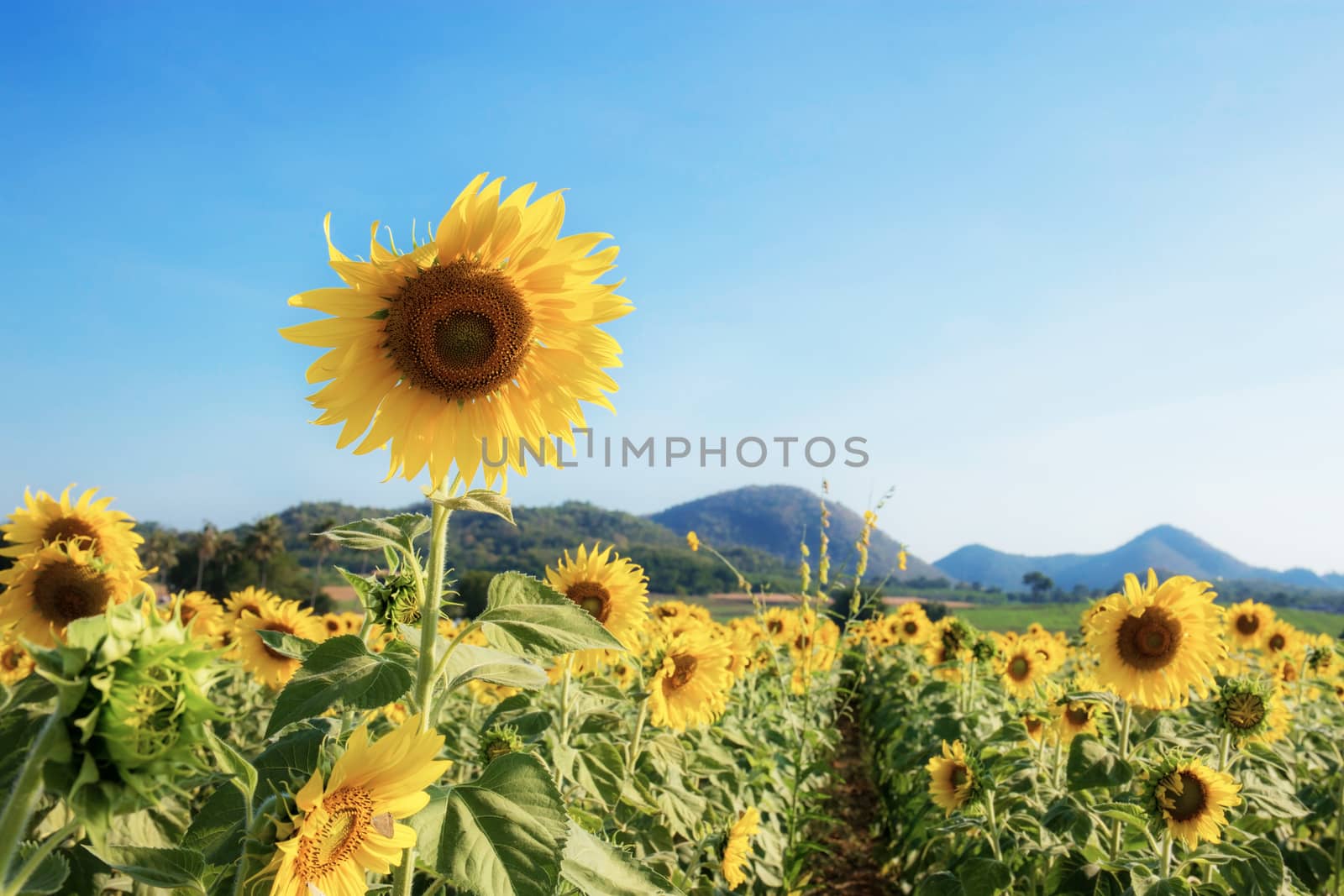 Sunflower in field of summer with the blue sky.