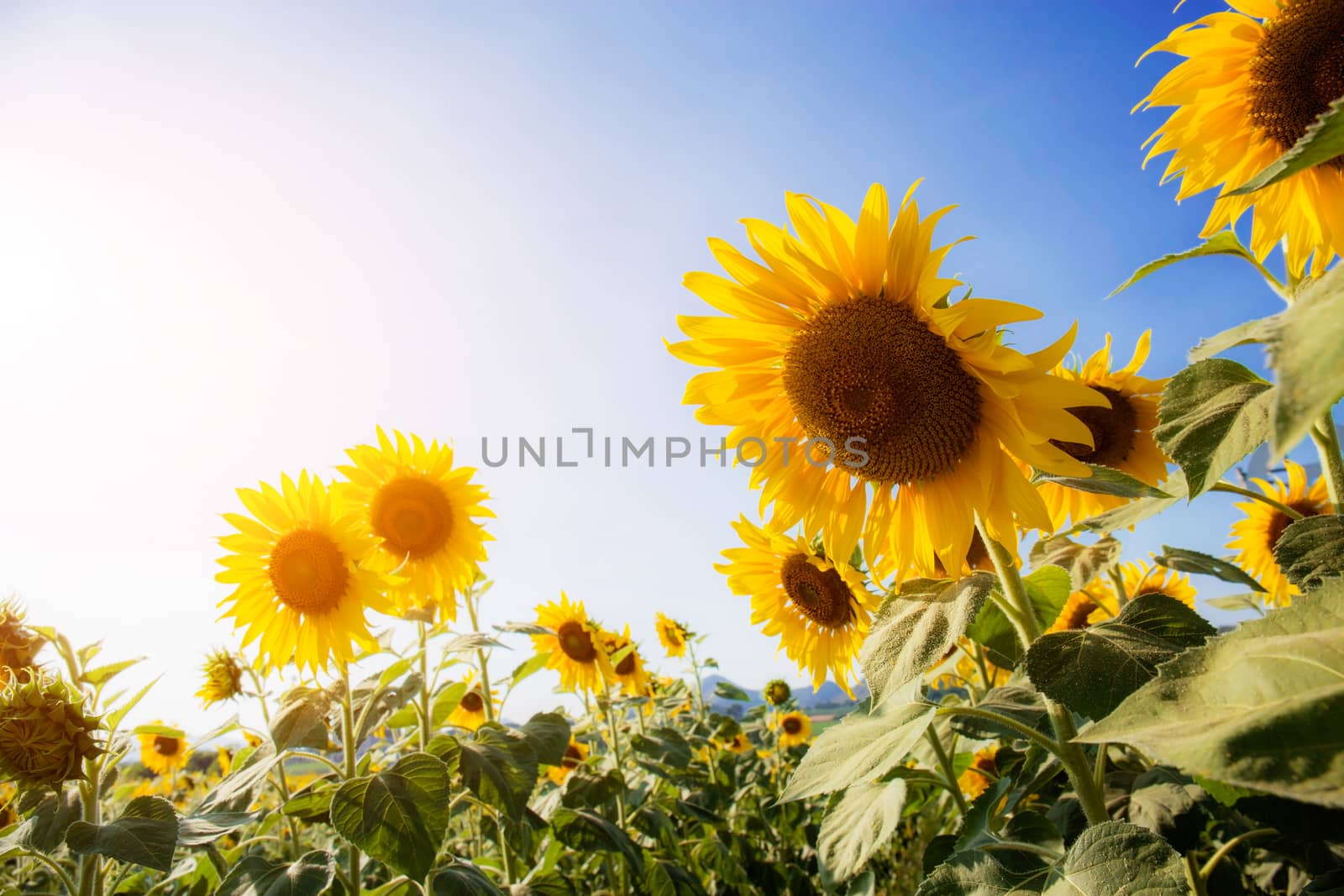 Sunflower in summer at sunset with the blue sky.