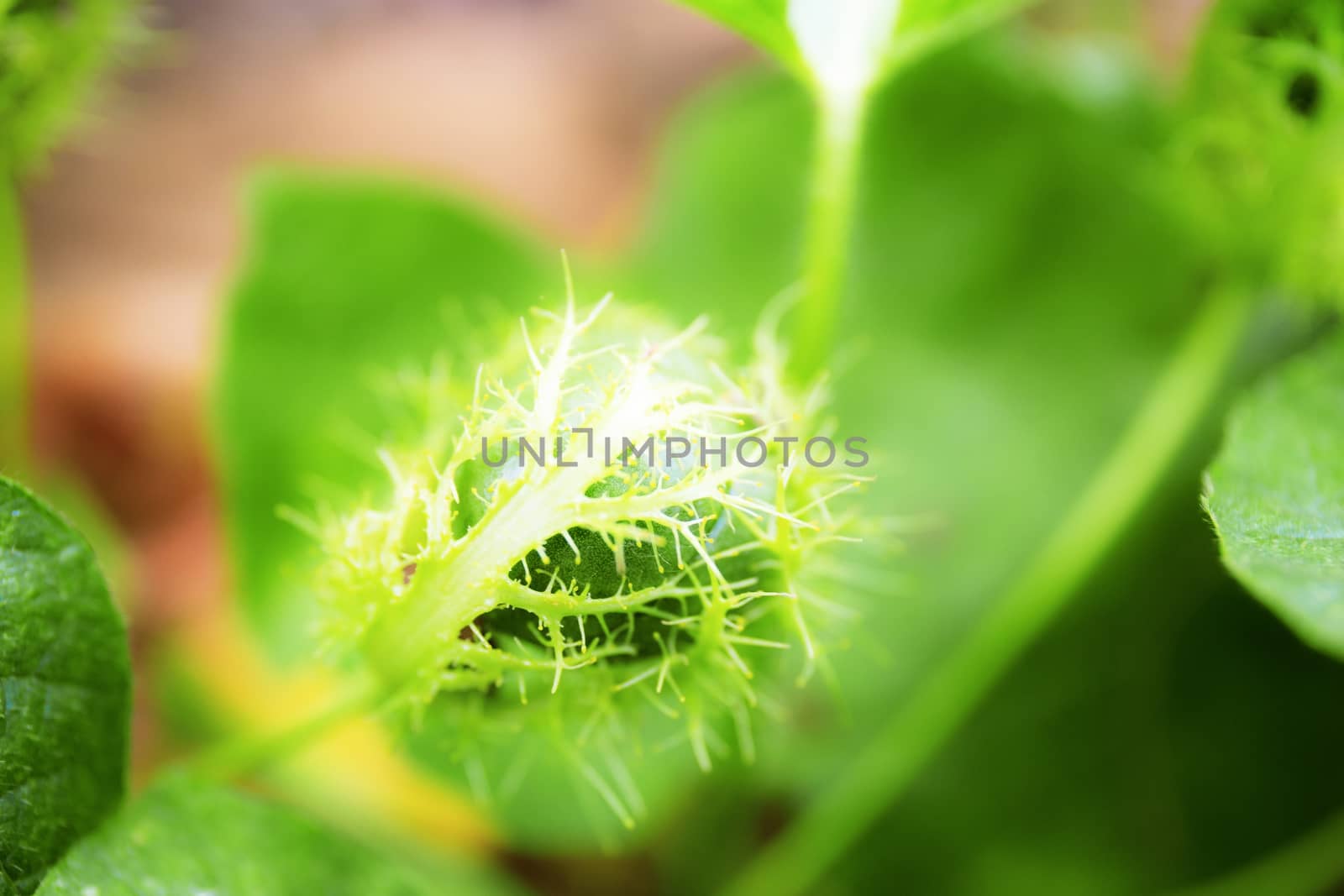 Wild plants growing in the rainy season with background.