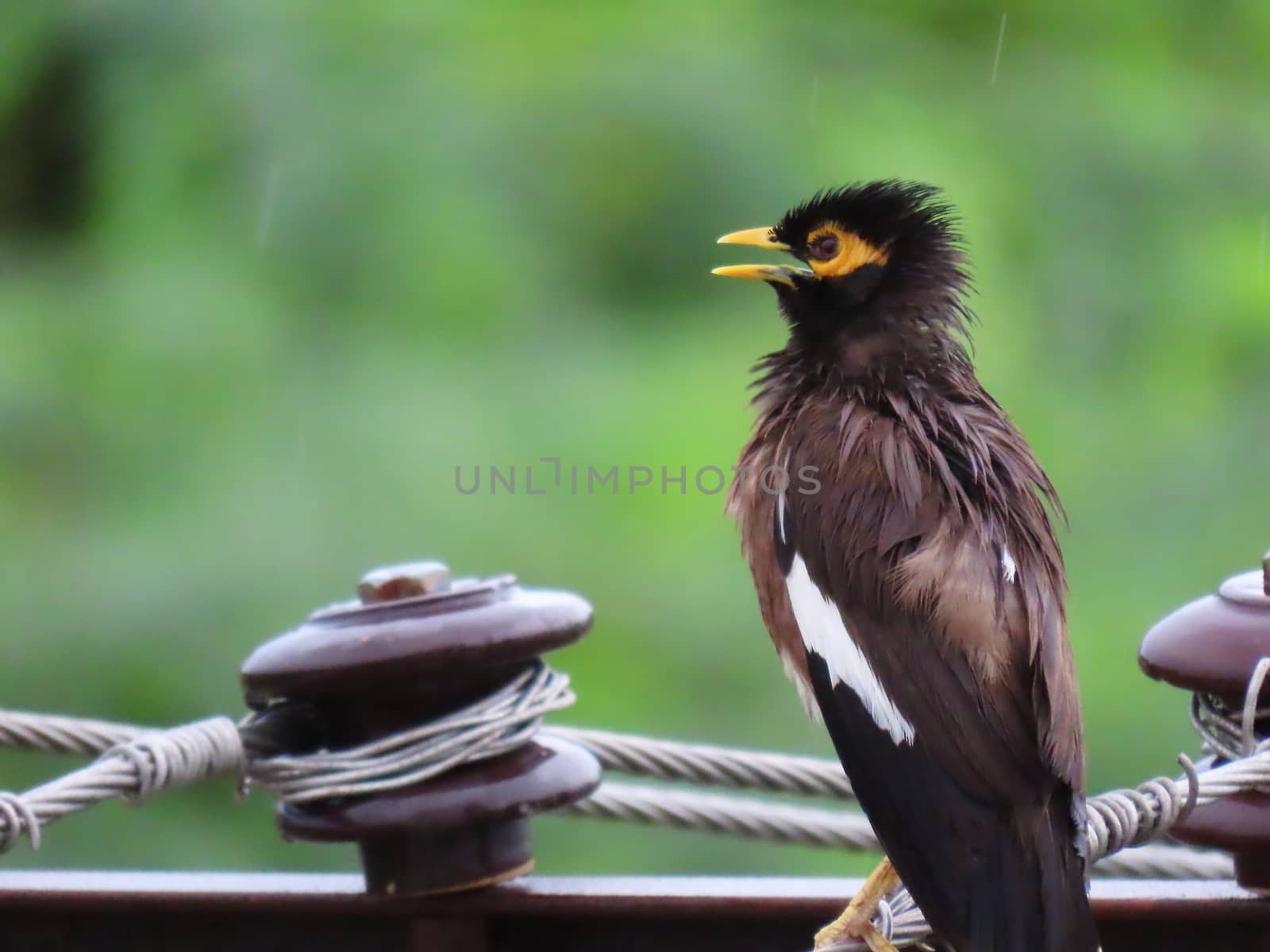 Myna bird sitting on electric wire soaked in rain