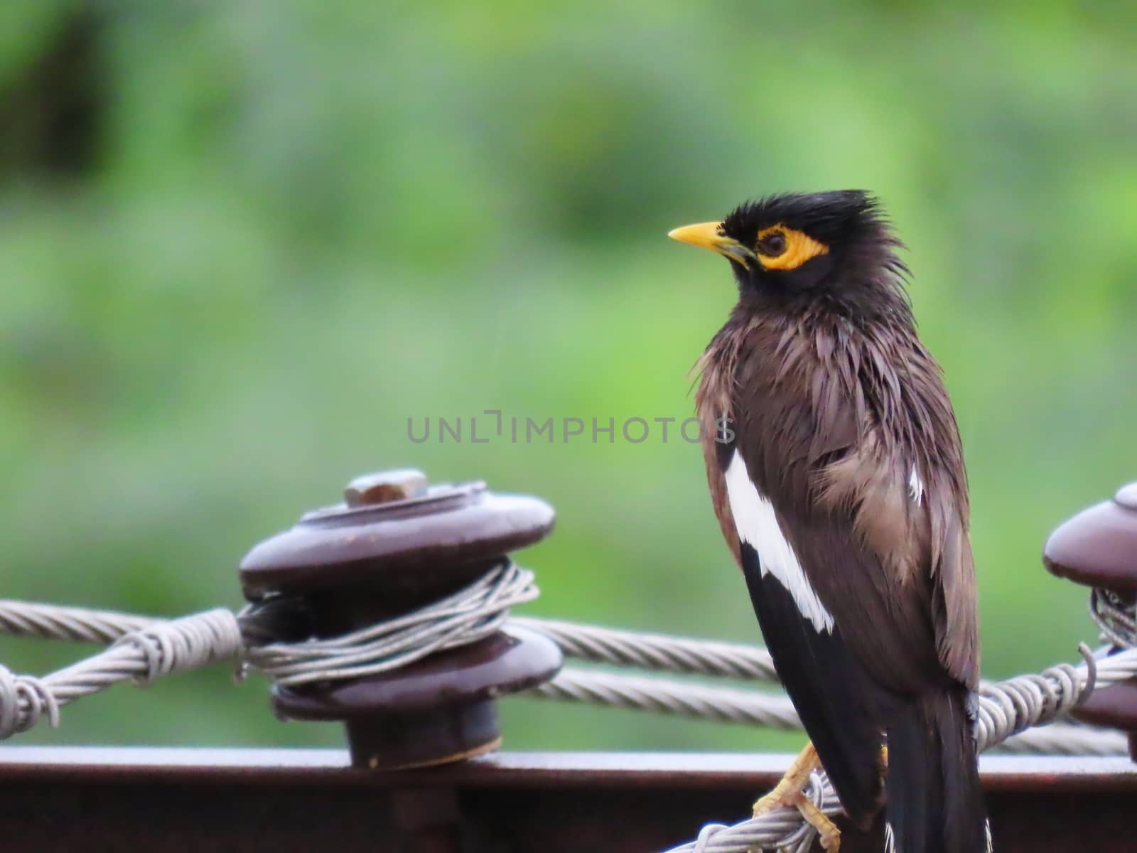 Myna bird sitting on electric wire soaked in rain by 9500102400