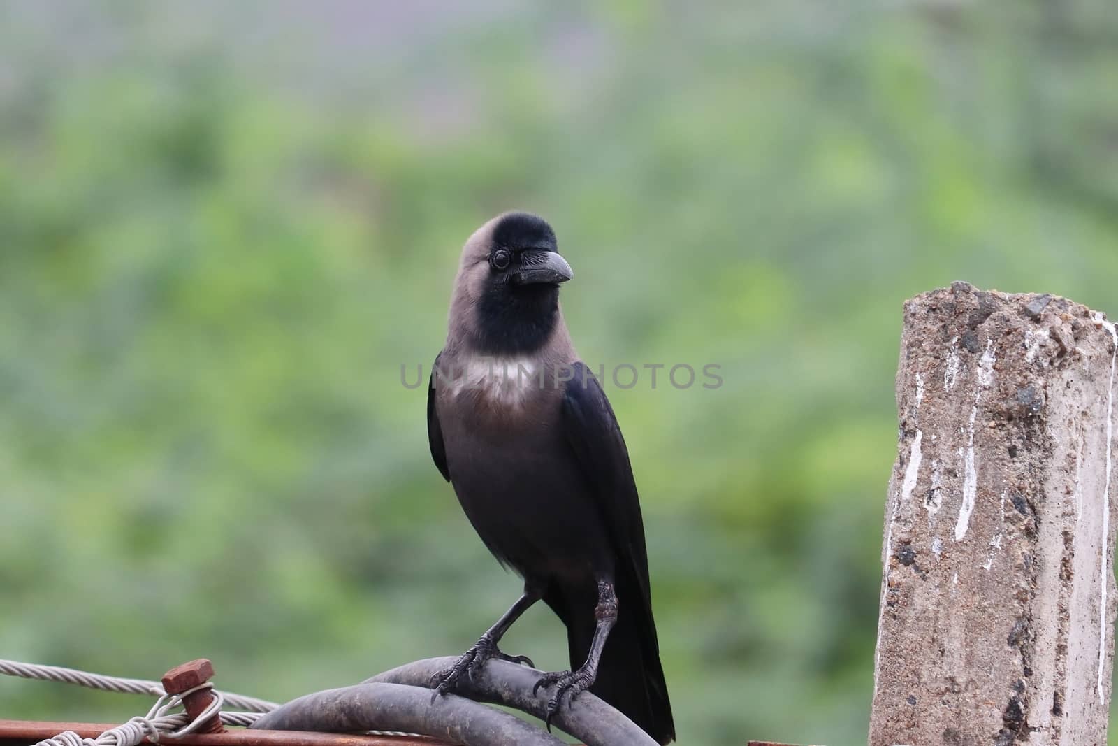close up of A crow arrives early in the morning sitting on an electric wire