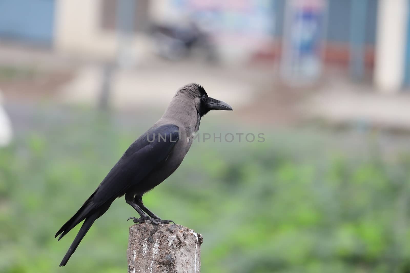 A house crow , bird by 9500102400