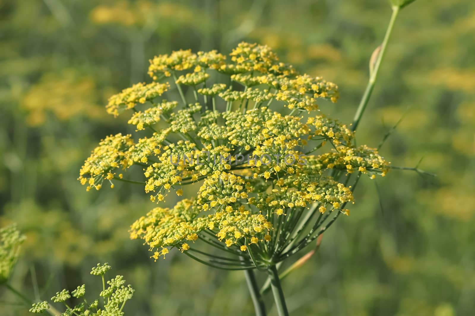 Aniseed flowers bloom in fennel fields by 9500102400