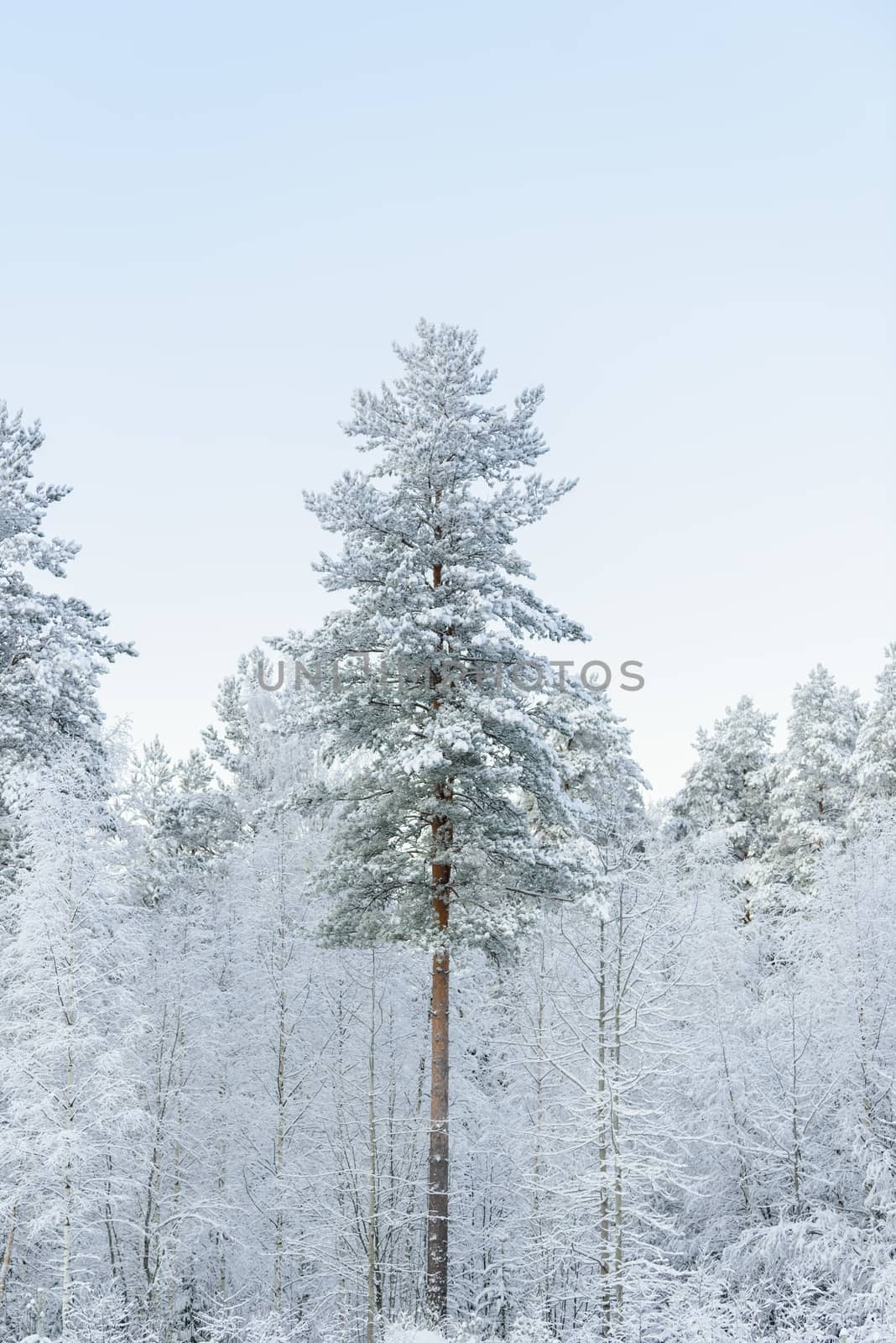 The forest has covered with heavy snow and clear blue sky in winter season at Lapland, Finland.